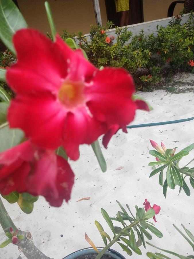Pousada Flor Do Deserto - Mandacaru Santo Amaro do Maranhao Exterior photo